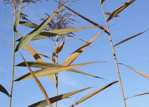 bildreich karten PK 690: schilf im wind I.