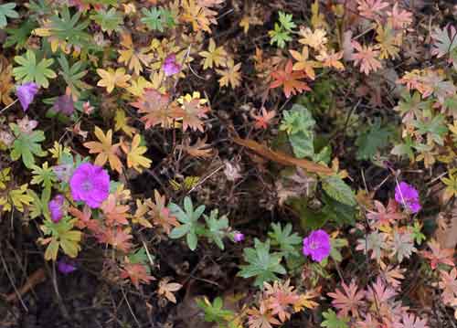 bildreich karten PK 695: quelles couleurs!.